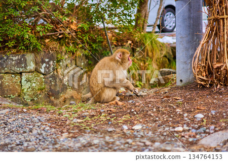 Jigokudani Monkey Park, Winter, Hot Springs, Japanese Macaques 134764153