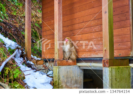 Jigokudani Monkey Park, Winter, Hot Springs, Japanese Macaques 134764154