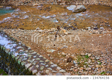 Jigokudani Monkey Park, Winter, Hot Springs, Japanese Macaques 134764156