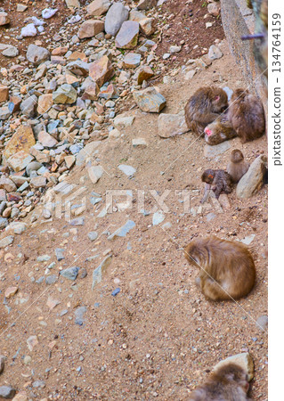 地獄谷猴園、冬季、溫泉、日本獼猴 134764159