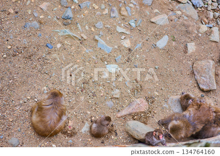 地獄谷猴園、冬季、溫泉、日本獼猴 134764160