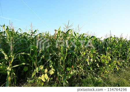Corn kernels growing in a field (Aizuwakamatsu City, Fukushima Prefecture) 134764296