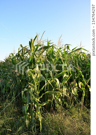 田裡生長的玉米粒(福島縣會津若松市) 田裡生長的玉米粒(福島縣會津若松市) 134764297