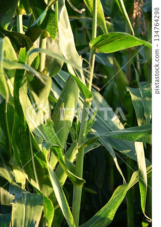 田裡生長的玉米粒(福島縣會津若松市) 田裡生長的玉米粒(福島縣會津若松市) 134764298
