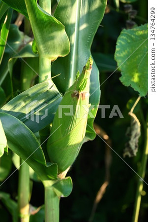 田裡生長的玉米粒(福島縣會津若松市) 田裡生長的玉米粒(福島縣會津若松市) 134764299