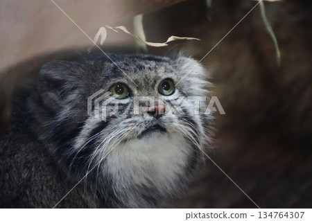 Manulneko Manulneko 134764307
