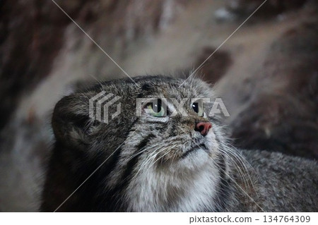 Manulneko Manulneko 134764309
