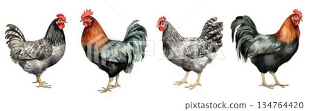 一組水彩風格的公雞和母雞插圖，白色背景，農場和牲畜設計元素 134764420