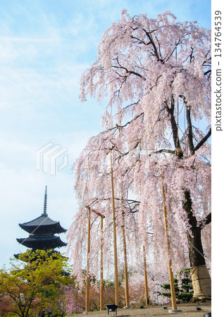 Weeping cherry tree of Toji 134764539