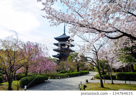 京都Toji的春天 134764635