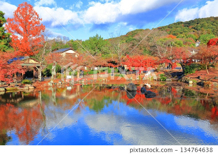 [Kyoto Prefecture] Autumn leaves at Maruyama Park (Hyotan Pond) on a sunny day 134764638