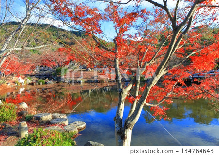 【京都府】晴天時分，圓山公園（冰潭池）的秋葉美景 134764643