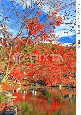 【京都府】晴天時分，圓山公園（冰潭池）的秋葉美景 134764644