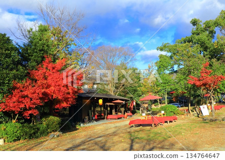[Kyoto Prefecture] Autumn leaves at Maruyama Park on a sunny day 134764647