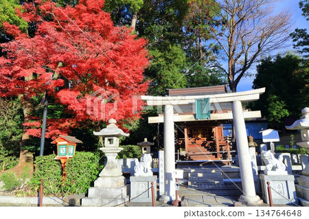 [Kyoto Prefecture] Akuojisha Shrine and autumn leaves in Maruyama Park (Yasaka Shrine) 134764648