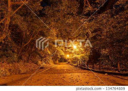 清晨的城山公園 清晨的城山公園 134764809