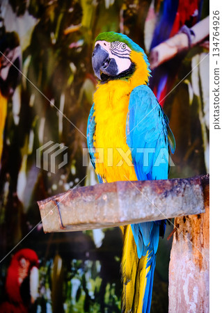 Blue and Yellow Macaw on Wooden Perch Blue and Yellow Macaw on Wooden Perch 134764926