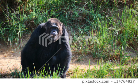 Chimpanzee Sitting in Green Grass 134764927