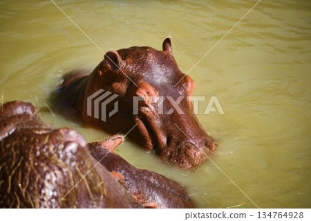 Hippopotamus Resting in Shallow Water 134764928