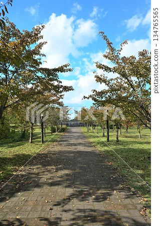新潟縣長岡市水道公園的秋景（新潟縣長岡市） 134765565