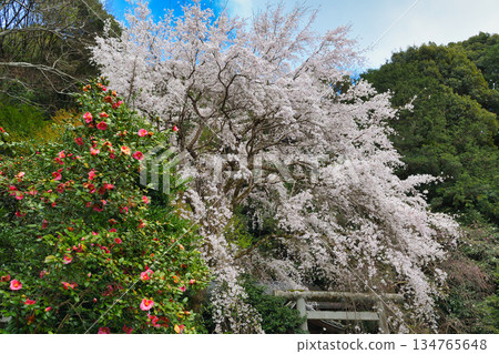 京都大豐神社（京都府京都市左京區）的櫻花很美 134765648