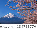 A view of Mount Fuji with cherry blossoms in bloom. Photo art created using AI to adjust the color tone of a photo taken by the artist himself. 134765770