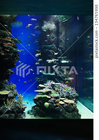 水族館風景 水族館風景 134765998