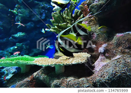 Aquarium scenery Aquarium scenery 134765999