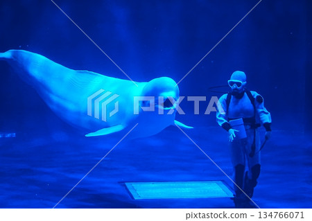 Beluga whale show scene Beluga whale show scene 134766071