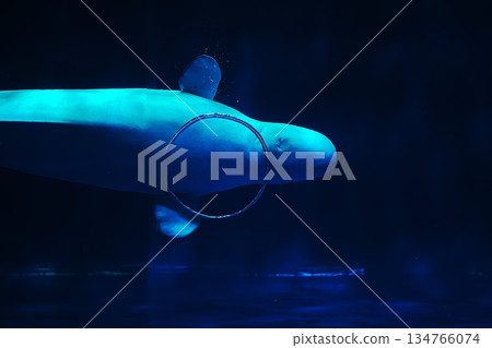 Beluga whale show scene Beluga whale show scene 134766074