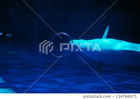 白鯨表演場景 134766075