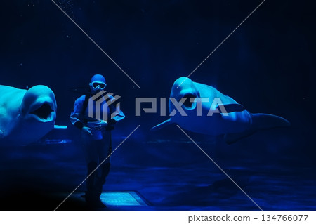 Beluga whale show scene 134766077