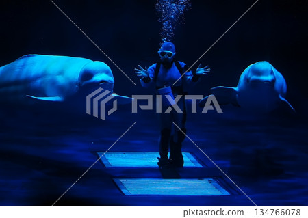 Beluga whale show scene 134766078