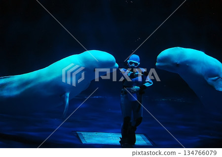 白鯨表演場景 134766079