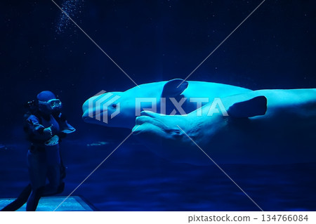 Beluga whale show scene 134766084
