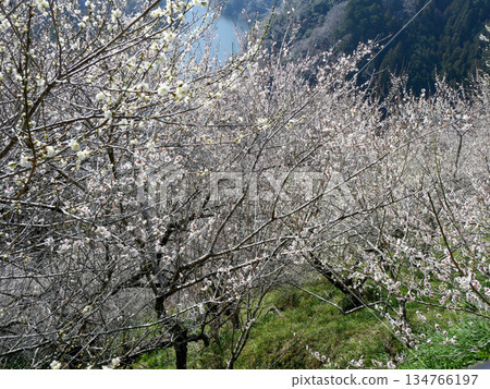 奈良縣奈良市_月瀨梅林48_2025年3月 奈良縣奈良市_月瀨梅林48_2025年3月 134766197