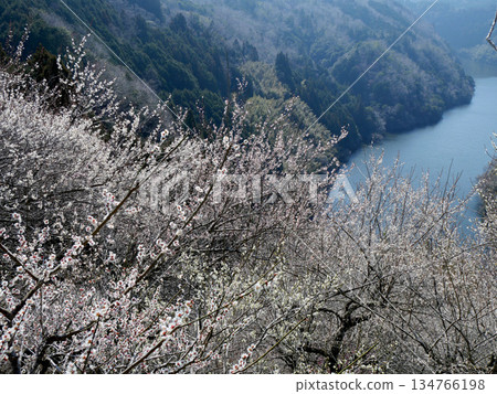 奈良縣奈良市_月瀨梅林 49_2025年3月 奈良縣奈良市_月瀨梅林 49_2025年3月 134766198