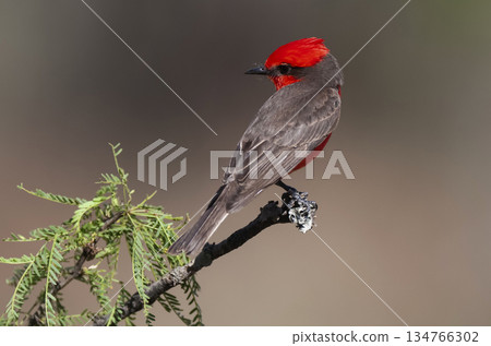Vermilion Flycatcher perched,Pyrocephalus rubinus, La Pampa, Argentina 134766302