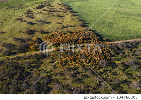 Calden forest landscape, Prosopis Caldenia plants, La Pampa province, Patagonia, Argentina. 134766303