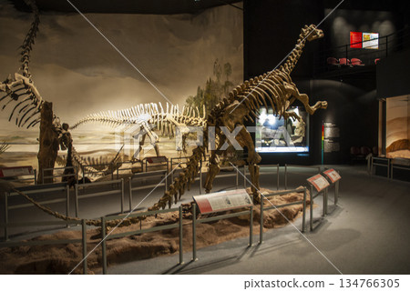 Fossil skull of extinct , Titanosaurus Australis, Patagonia, Argentina. Fossil skull of extinct , Titanosaurus Australis, Patagonia, Argentina. 134766305