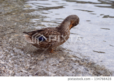 Duck near mountain lake in the natural environment wildlife. Female grey duck bird near the water Duck near mountain lake in the natural environment wildlife. Female grey duck bird near the water 134766428