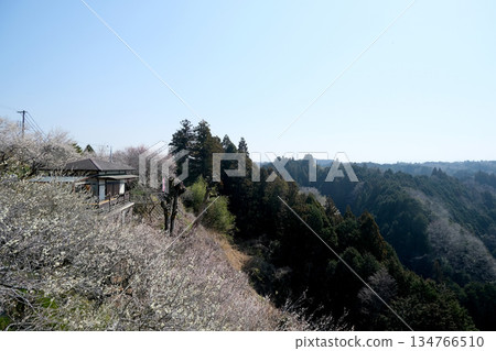 奈良縣奈良市月瀨梅林 6日_2025年3月 134766510