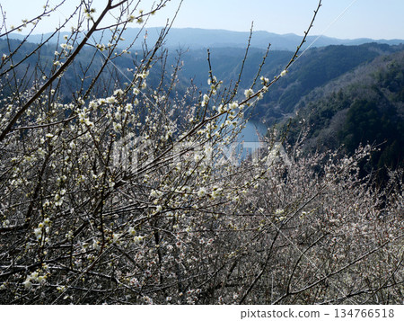 Nara City, Nara Prefecture_Tsukigase Plum Grove 14_March 2025 Nara City, Nara Prefecture_Tsukigase Plum Grove 14_March 2025 134766518