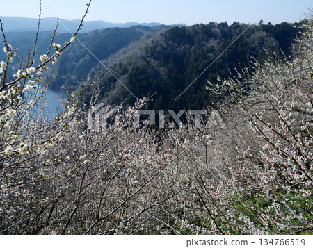 Nara City, Nara Prefecture_Tsukigase Plum Grove 15_March 2025 Nara City, Nara Prefecture_Tsukigase Plum Grove 15_March 2025 134766519