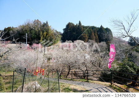奈良縣奈良市月瀨梅林 2025年3月16日 奈良縣奈良市月瀨梅林 2025年3月16日 134766520