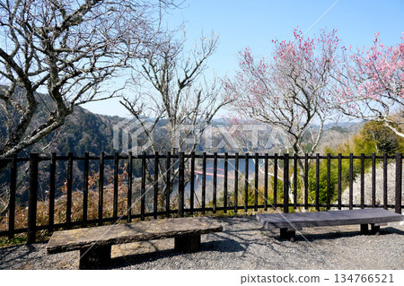 奈良縣奈良市月瀨梅林 2025年3月17日 134766521