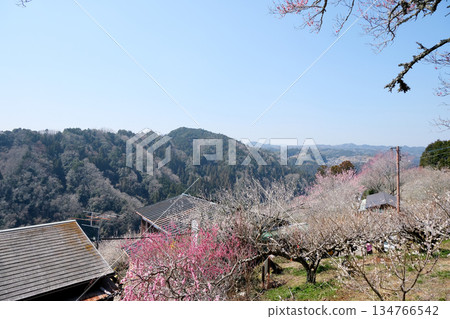 奈良縣奈良市月瀨梅林38號_2025年3月 134766542