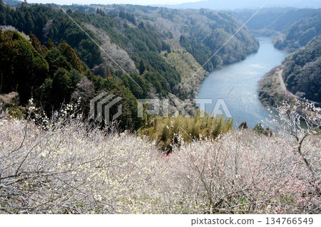 Nara City, Nara Prefecture_Tsukigase Plum Grove 45_March 2025 Nara City, Nara Prefecture_Tsukigase Plum Grove 45_March 2025 134766549