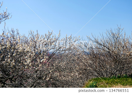 奈良縣奈良市_月瀨梅林 47_2025年3月 134766551