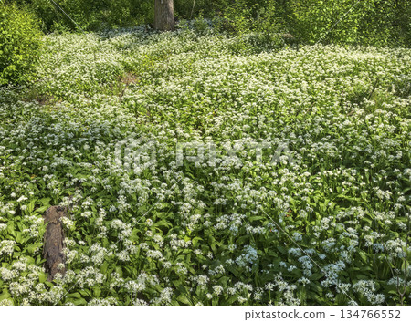 white flourishing wild garlic 134766552